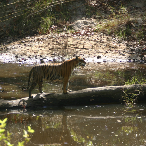 wildlife tour